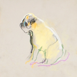 pug4